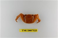 藏品(白紋方蟹)的圖片